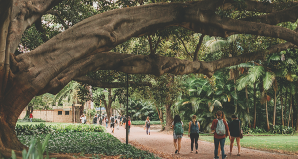 Mortan Bay fig tree promanade