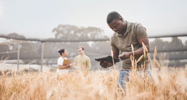 researcher in a wheat field with ipad