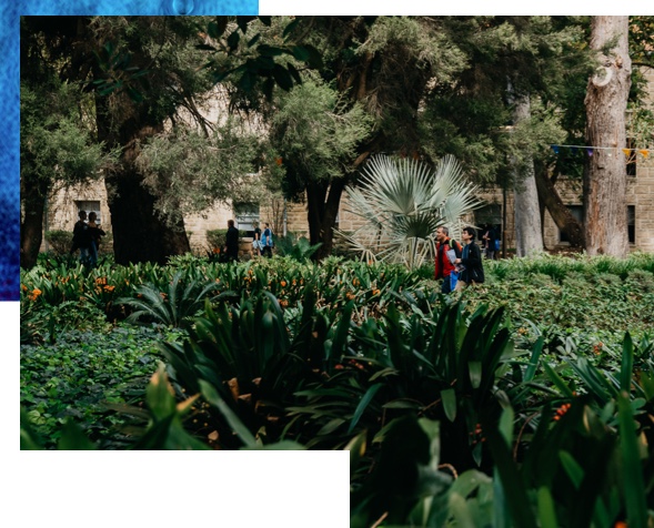 tropical grove image