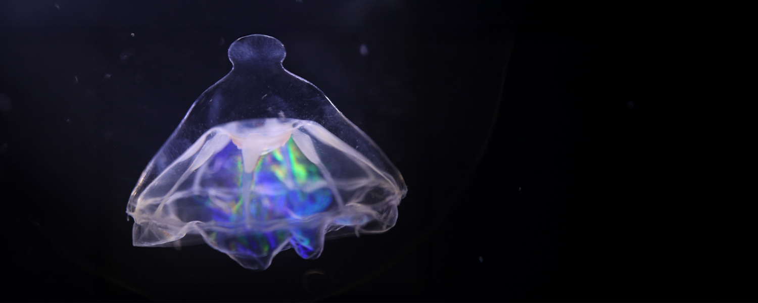 Jellyfish with a knob