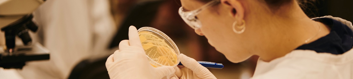 Lab worker examines petri dish